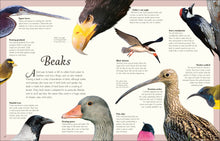 Load image into Gallery viewer, Anthology Birds
