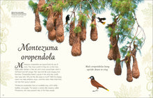 Load image into Gallery viewer, Anthology Birds
