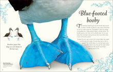 Load image into Gallery viewer, Anthology Birds
