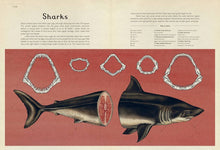 Load image into Gallery viewer, Animalium
